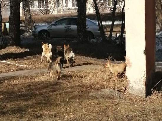 Житель Ленинска-Кузнецкого предупредил о стае бездомных собак возле больницы