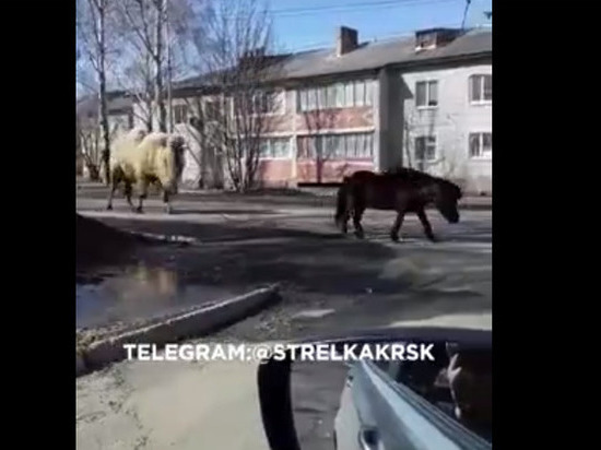 В Красноярском крае пони выгулял верблюда на поводке