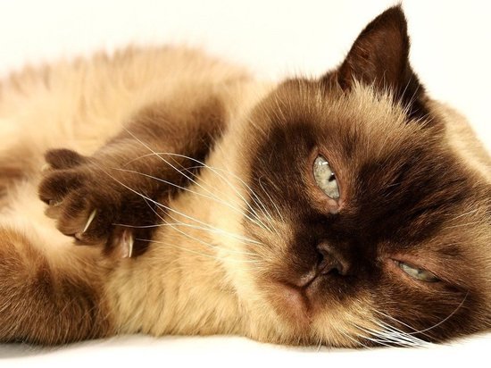 Жительница Новосибирска купила несуществующего кота по объявлению, которое было выложено девушкой из Кузбасса