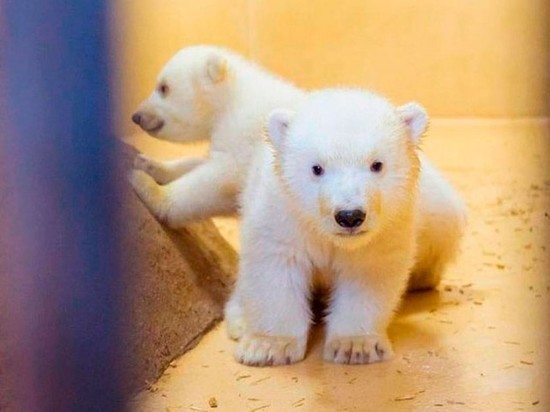 Германия: Близнецов белых медведей назвали Анной и Эльзой