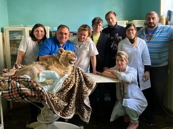 Опубликовано видео с львенком Симбой, которого спасли ветеринары после “работы фотомоделью” в Сочи