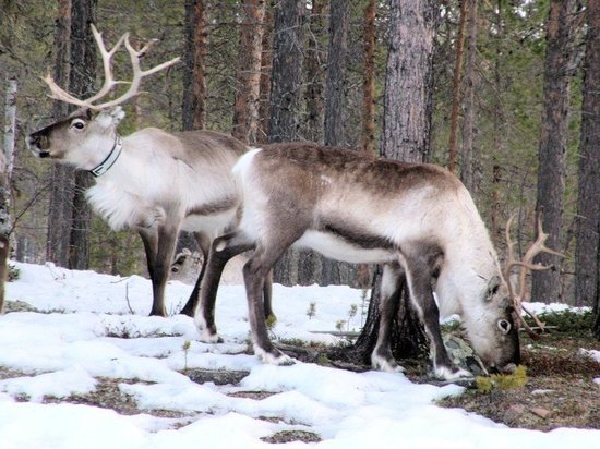 Оленеводов призвали не выезжать в поселки из-за пандемии коронавируса