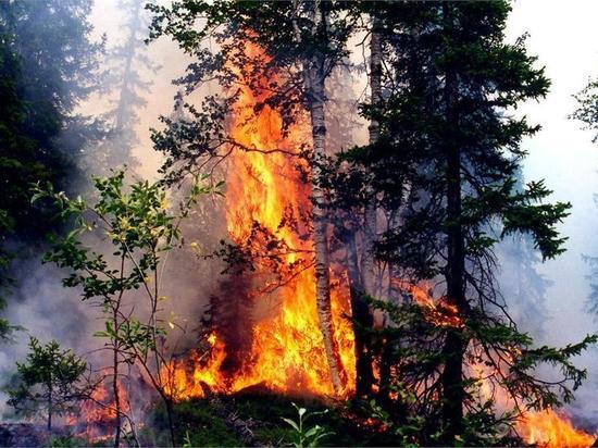 Огонь распространился на 723 га леса в Забайкалье