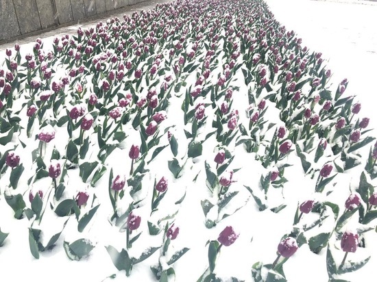 В Железноводске позаботятся о тюльпанах после снегопада