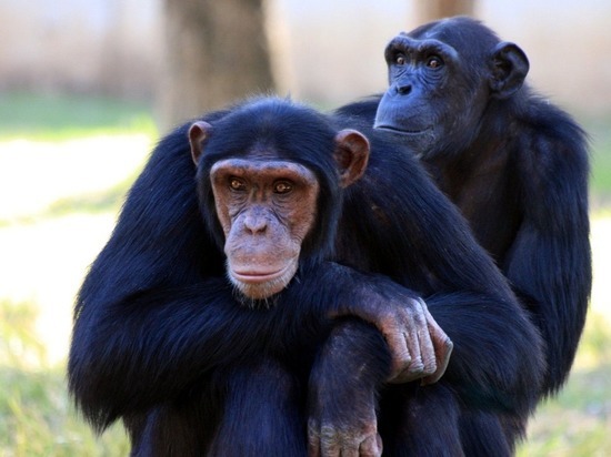 Старение людей и обезьян запускается одним гормоном стресса