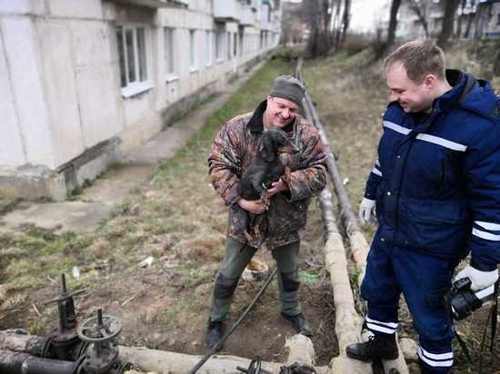 В Тверской области час вызволяли таксу из-под бетонной плиты