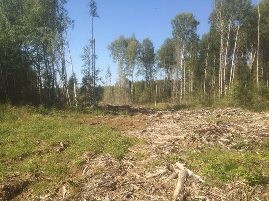 В Кировской области будут судить банду "чёрных лесорубов"