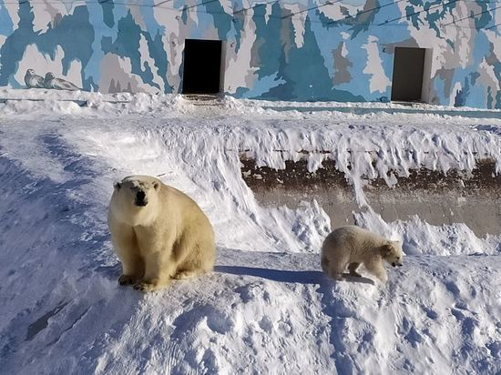 Опекаемый «Роснефтью» медвежонок в Якутии впервые увидел солнце