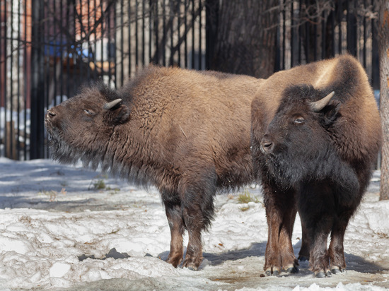 В Новосибирский зоопарк 11 дней везли бизонов из Якутии