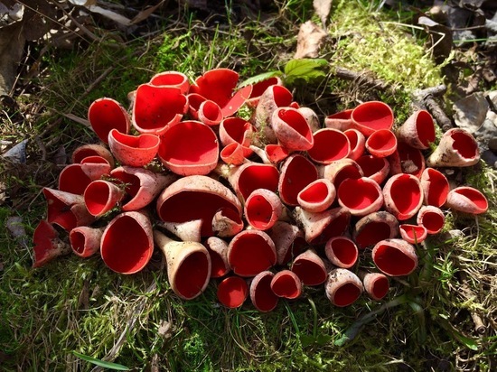 Красных диковинных грибов набрал туляк