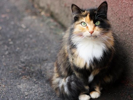 Ученые обнаружили коронавирус у кошек