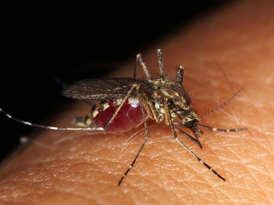 Станут ли комары переносчиками коронавируса