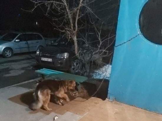 Неизвестный в кузбасском посёлке привязал собаку возле подъезда и пропал