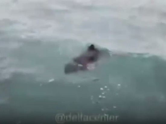 На сочинском пляже  дельфин попал в ловушку за волнорезом