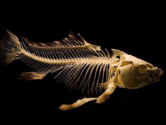 В Канаде нашли останки древней рыбы с пальцами на плавниках