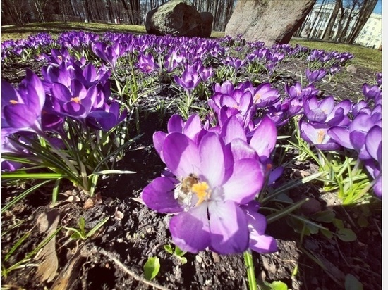 В опустевших парках Смоленска распустились первые цветы