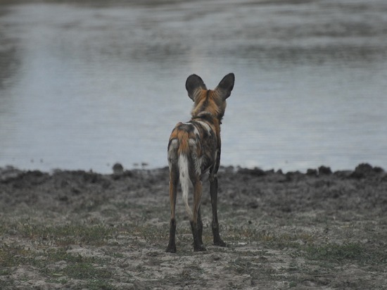 Ученый: Земле грозит катастрофа серьезнее последнего массового вымирания