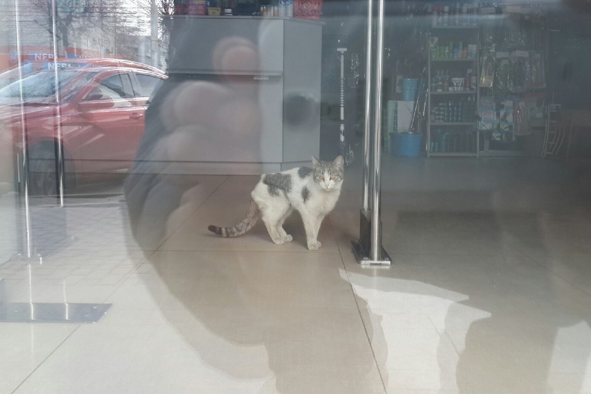 Рязань котиков