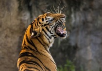 Тигрица в зоопарке Бронкса в США заболела COVID-19, сообщает Общество по охране дикой природы (WCS)