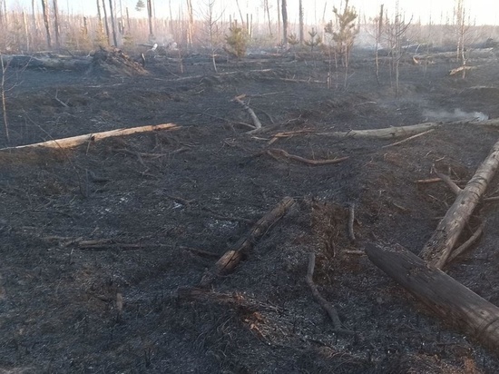 В Ивановской области начали гореть леса