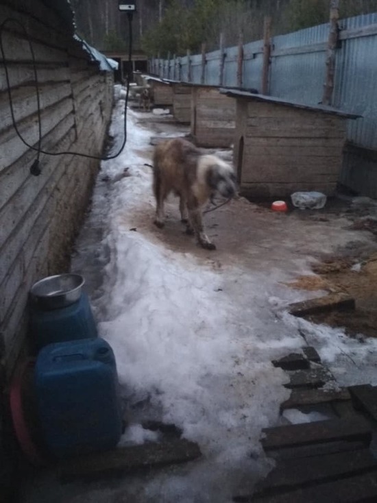 Ярославские волонтеры пытаются спасти собак из расформированного приюта