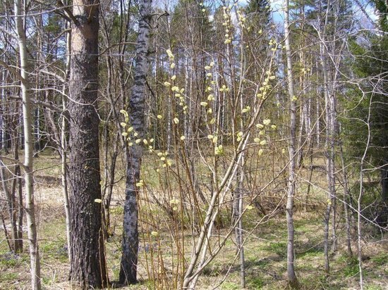 В лесу в Кимрах Тверской области нашли тело 27-летнего мужчины