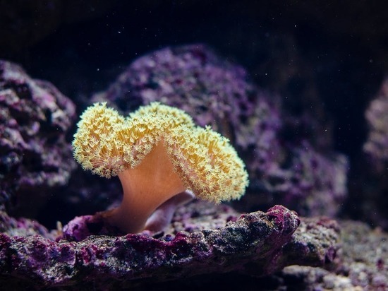 Морские губки помогли в лечении рака