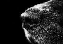 Собаки чувствуют специфические запахи не только в выделениях человека, но и в воздухе, поэтому с их помощью можно будет вычислять больного коронавирусом задолго до того, как болезнь определят приборы, заявил молекулярный биолог, биохакер Станислав Полозов