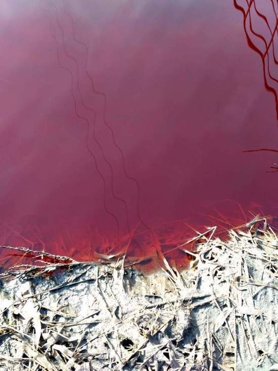 В Рыбинске река окрасилась в кровавый цвет