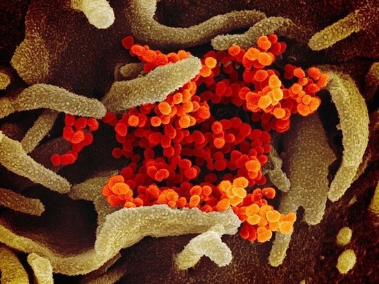 Историк оценил сравнение Путиным коронавируса с печенегами: страшные атаки