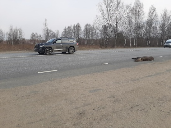 В Рыбинске лось погиб под колесами «Тойоты Лендкрузер»