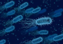 К «супербактериям», согласно отчету ВОЗ, относятся синегнойная палочка, энтерококк фэциум, золотистый стафилококк, хеликобактер пилори, сальмонелла, гонококк, пневмококк, гемофильная палочка