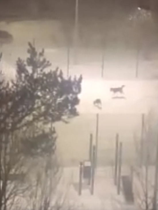 Житель Ноябрьска пожаловался на гуляющих с собаками на детской площадке