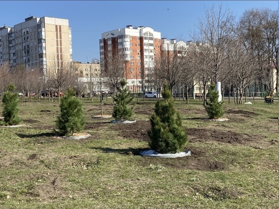 В Белгороде началось озеленение на улицах города
