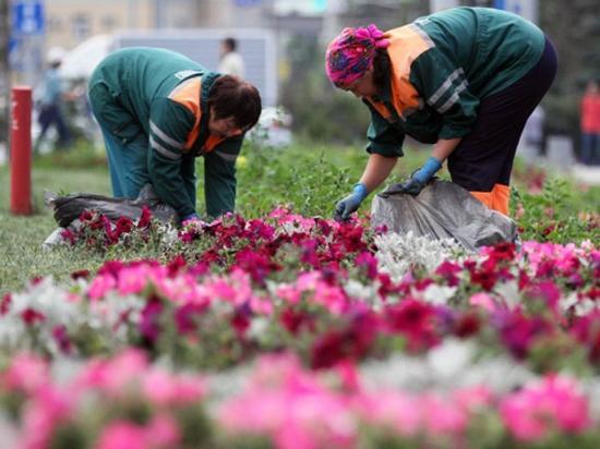 Коронавирус - не повод жить в некрасивом городе: в Иванове высадят почти сто пятьдесят тысяч цветов