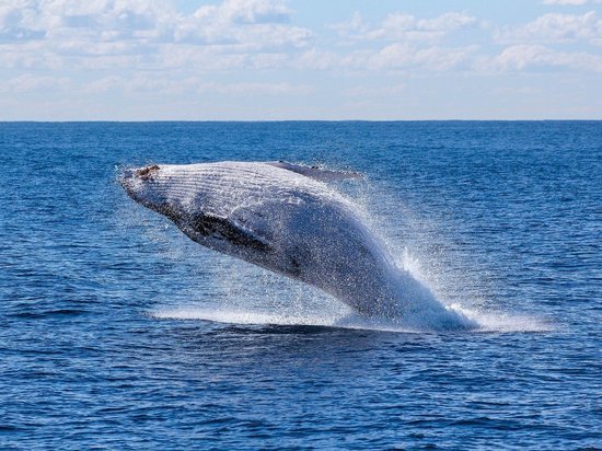 Двух китов-полосатиков заметили у берегов Франции