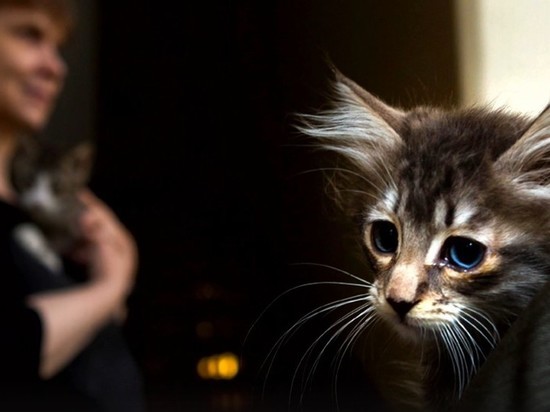 В Эрмитаже рассказали о жизни музейных котов "на самоизоляции"