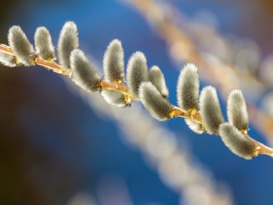 Заветную веточку могут принести волонтеры из храма