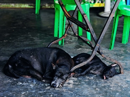 Китай исключил собак из списка съедобных животных