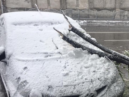 Куда звонить, если в Бишкеке дерево упало на авто