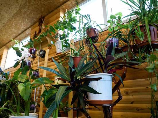 Как подготовить комнатные растения к лету, рассказали волгоградцам