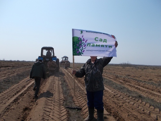 В Волгоградской области высадили 555 тысяч сеянцев для «Сада Памяти»