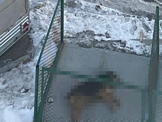 В Салехарде обмотанного проволокой мертвого пса выбросили к мусорке