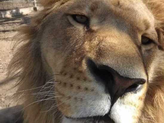 Звери в Абаканском зоопарке заскучали без посетителей