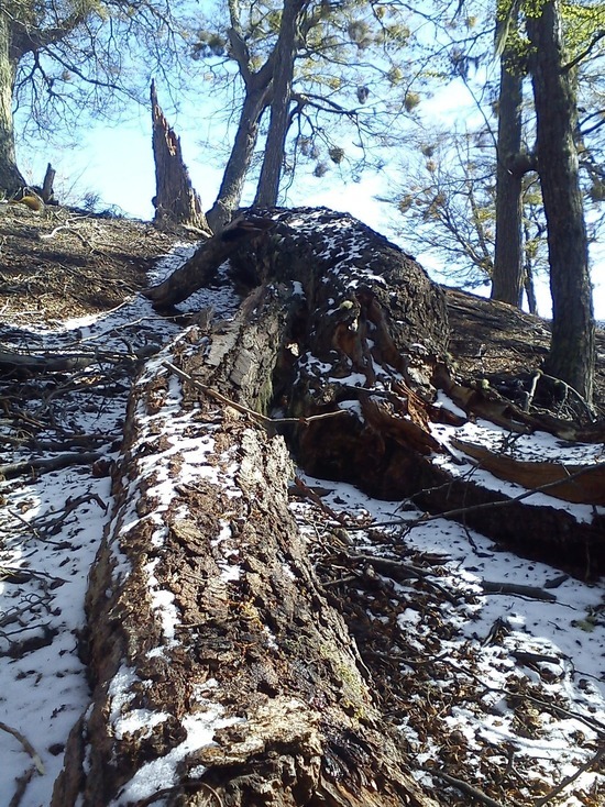 Жители Саратова сообщают о поваленных из-за непогоды деревьях