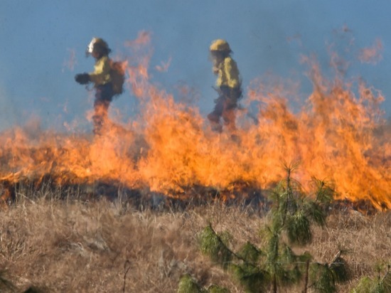 Поджигателей лесов Забайкалья предупредили, что штрафы их разорят