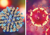 Сотрудники Института общей генетики РАН предложили создать вакцину против коронавируса COVID-19, использовав штаммы кори