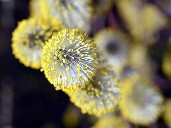 Врач объяснил, почему коронавирус страшен для аллергиков