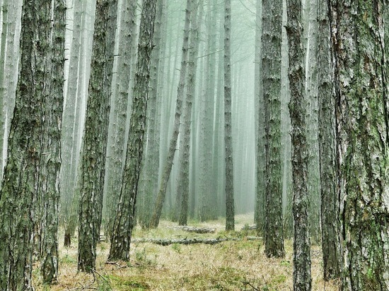 В Рязанской области закрыли для посещения леса