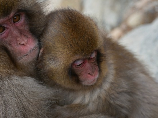 Ученые выяснили, что коронавирус по-разному действует на обезьян